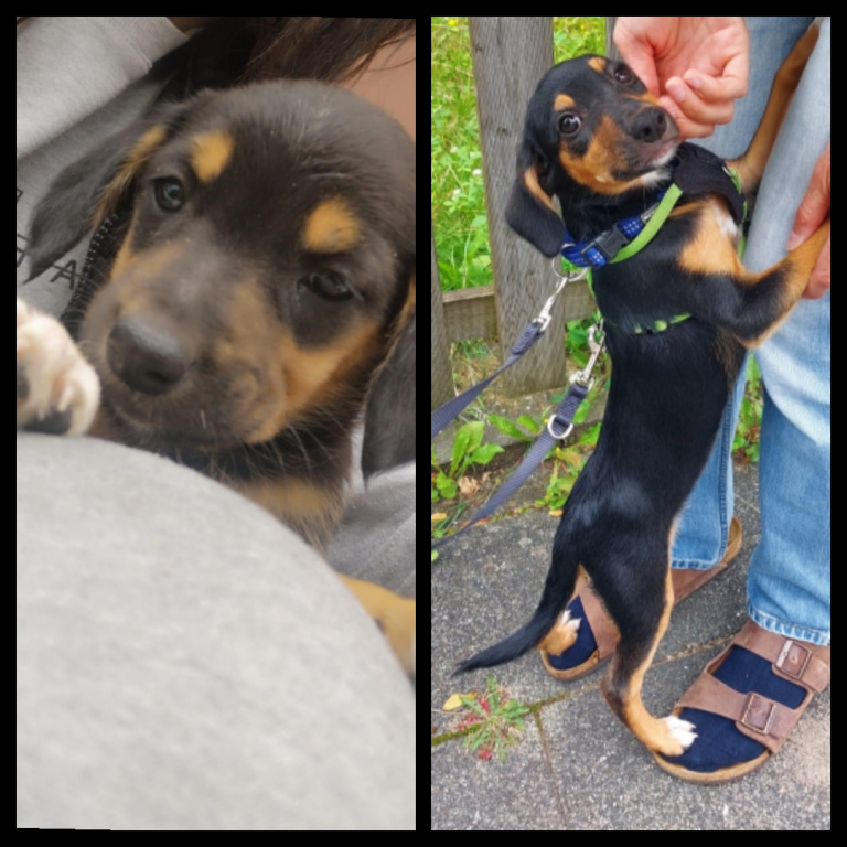 Nala