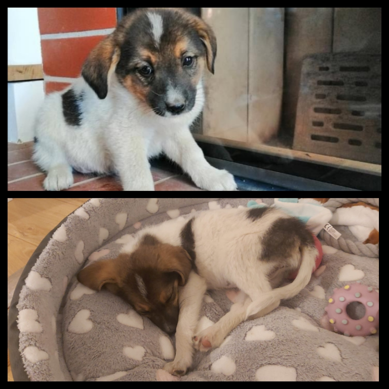 Sole, jetzt Molly