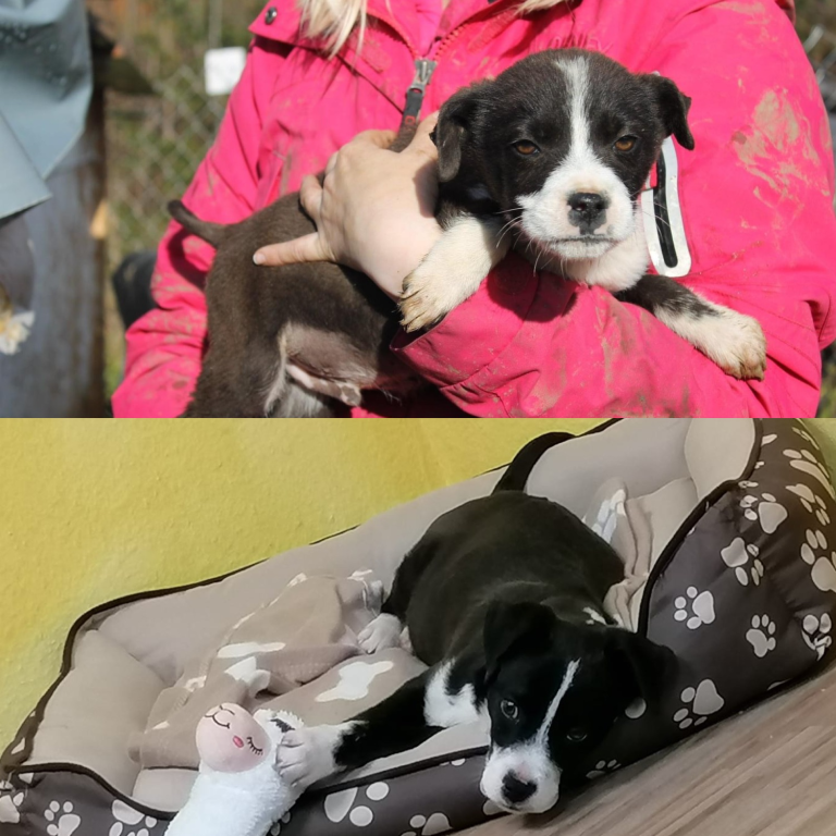 Indigo, jetzt Balu