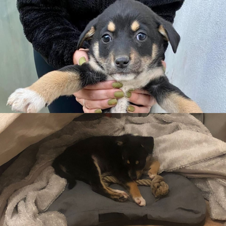 Naomi, jetzt Nala