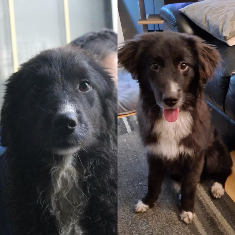 Daisy, jetzt Amira