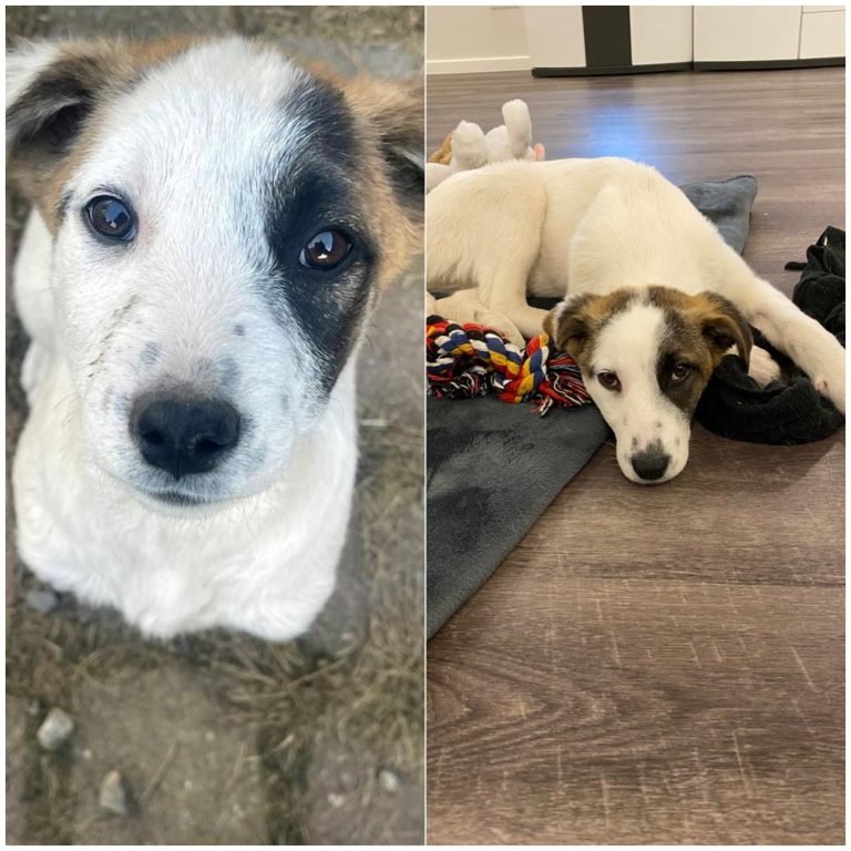 Laika
