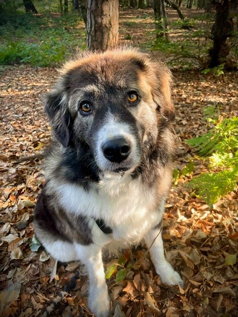 Tobias