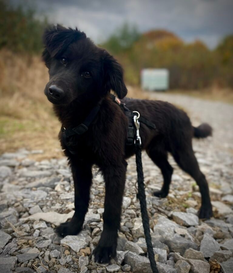 Onyx